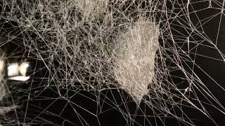 tomás saraceno brings spider webs to the venice art biennale [upl. by Jarrod]