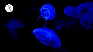 Jellyfish 4K Video for Spa w Meditation Music for Relaxing Sleeping Stress Relief amp Massage [upl. by Magner]