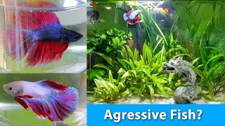 How to choose the PERFECT Betta for a community tank I Betta Fish Help [upl. by Ezarra908]