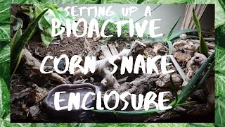 BIOACTIVE Corn Snake Enclosure Build [upl. by Cirillo]