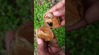 💥🤯 சப்போட்டா பழம் சாப்பிடலாமா⁉️ Sapodilla fruit  sapota  abithaakk sapota shortsfeed shorts [upl. by Pru79]