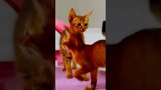 Playful Abyssinian Kittens Darting Around 🐱✨ Pure Elegance [upl. by Minton]