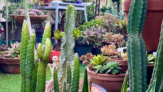 Replanting Euphorbia Cactus [upl. by Dzoba]