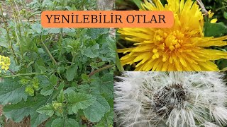 Yenilebilir otlar Sinir otu Ebe gümeci Gelincik Labada Ballıbaba Hardal otu Gelincik Bigalı [upl. by Kelsi106]