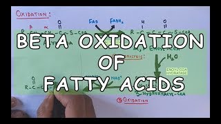 Beta Oxidation of Fatty Acids  Degradation of Saturated Fatty Acids [upl. by Ettelrac]