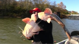 Flathead Catfishing Tips Barge hopping for Flathead Catfish [upl. by Signe]