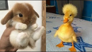 Cute Baby Animals Videos Compilation  Funny and Cute Moment of the Animals 19  Cutest Animals [upl. by Aerdnuahs208]