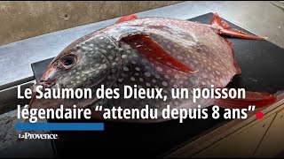 Le Saumon des Dieux “un poisson légendaire” attendu depuis 8 ans [upl. by Allebara]