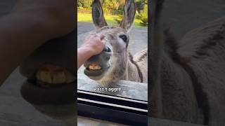 The donkey who begged for food at the window animals love shorts [upl. by Eidualc]