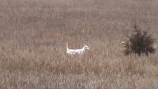 English Setter Training  Berg Brothers Setters 14 week old pup [upl. by Geer]