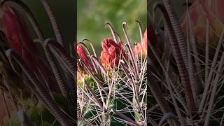 “Dangerous Acid” 🌵 Fishhook Barrel Cactus  Native Desert Species 🏜️ cactus desertsafari acid [upl. by Enamrahc35]