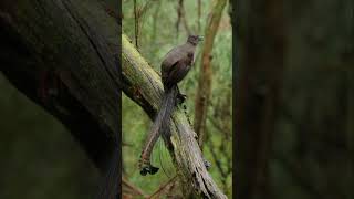 Lyrebird 3 birds wildlife birdsong [upl. by Aldred]