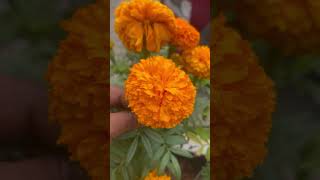 Marigold Plant Banthipvushorts youtube trending viralvideo ytshorts reels statusvideo status [upl. by Winwaloe]