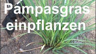 Pampasgras einpflanzen Pampasgras pflanzen Abstand Cortaderia selloana richtig einpflanzen [upl. by Markson]