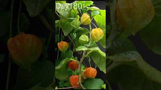 growing Physalis 🔥 Time Lapse [upl. by Huberto]