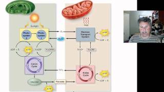 716  Photosynthesis Calvin Cycle Photorespiration [upl. by Socha]