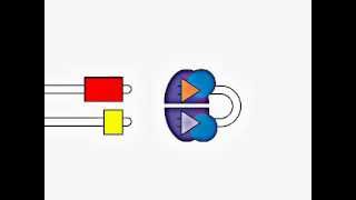 VDJ Gene Recombination [upl. by Ubana87]