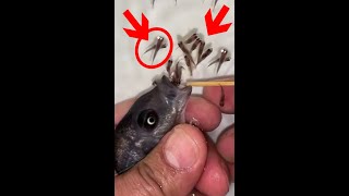 Kadango cichlid fish giving birth 😍🐬👍🙏 fish fishingvideo [upl. by Dru227]