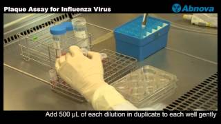 Plaque Assay for Influenza Virus [upl. by Adliwa]