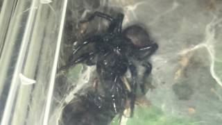 Macrothele Gigas giant Japanese funnel web update [upl. by Neelhtac]