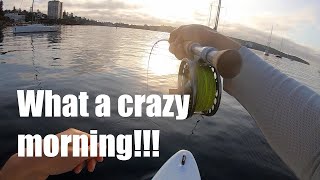 CRAZY MORNING  Flyfishing Sydney Harbour for Australian Salmon on the SUP [upl. by Caralie]