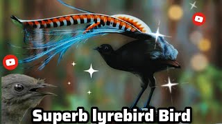 Superb lyrebird Bird Beautiful Sound  European Birds [upl. by Singer]