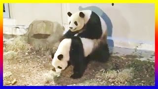 Two Panda Courting Then Mating At The Zoo [upl. by Alyos]