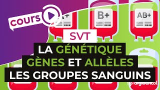 La génétique  Gènes et allèles lexemple des groupes sanguins  SVT  digiSchool [upl. by Nylrahc]