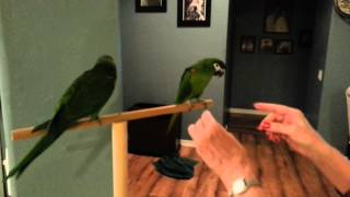 Maya amp Katie Hahns Macaws quotSo You Think We Can Dancequot [upl. by Baylor]