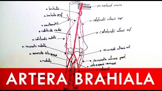 Artera brahială și rețeaua arterială a cotului [upl. by Rakia]