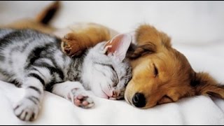 Top 10 Cats and Dogs best friends [upl. by Elva649]