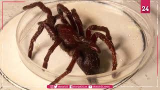 New horned tarantula discovered in Angola [upl. by Ateikan825]