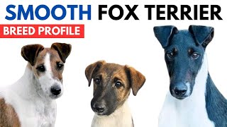 Smooth Fox Terrier Breed Profile History  Price  Traits  Smooth Fox Terrier Grooming Needs [upl. by Ynnatirb]