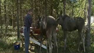 Old man in Sweden with two pet moose [upl. by Jimmie]