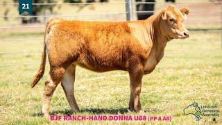 Lot 21  BJF RANCHHAND DONNA U68 PP A AA [upl. by Jody508]