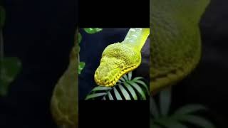 How animals yawn😳 [upl. by Janik]