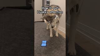 Husky is not interested in food This is how to get his attention [upl. by Nawrocki]