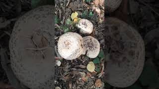 Macrolepiota procera  Piciorul Căprioarei Ciupercă comestibilă [upl. by Geanine]