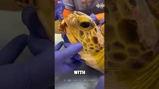 Rescue Mission Sea Turtle Freed from DecadesOld Barnacle Infestation shorts viralvideo [upl. by Mullins294]