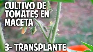 Cultivo de Tomate Parte 3  Como y Cuando transplantar cosasdeljardin [upl. by Eilsew124]