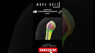 identify the intertubercular grove anatomyquiz anatomyquizneetpgpreparation humerus [upl. by Joly]