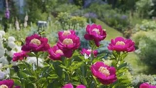 Dividing Peonies [upl. by Ravo]