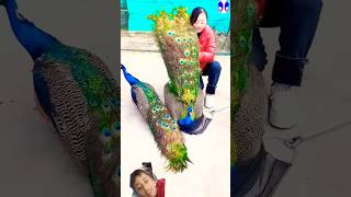 Peacock  I love peacocks🥰🥰🦚🦚 peacock birds song subscribe like [upl. by Nwahser]