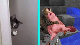 SAD CAT DANCE  meme [upl. by Aniles]