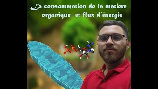 la consommation de la matiere organique et flux denergie [upl. by Benjamin]