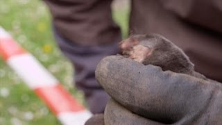 Staf en Joeri vangen een mol  Wild van Dieren  VTM [upl. by Iduj]