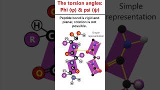 The torsion angles Phi φ amp psi ψ animation [upl. by Eenor231]