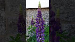 Lupinen in der Blüte Blühende Lupine Mai 2021 Düngung mit Kaffeesatz Kaffeepulver Dünger shorts [upl. by Rebmyt943]