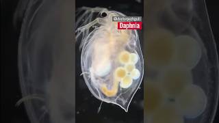 Daphnia  Jumping water fleas🔬🌀🌊 microscopy shorts [upl. by Gerladina533]