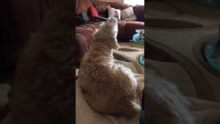 Daisy May Jackapoo dog singing to the Go Compare Advert [upl. by Annaed219]